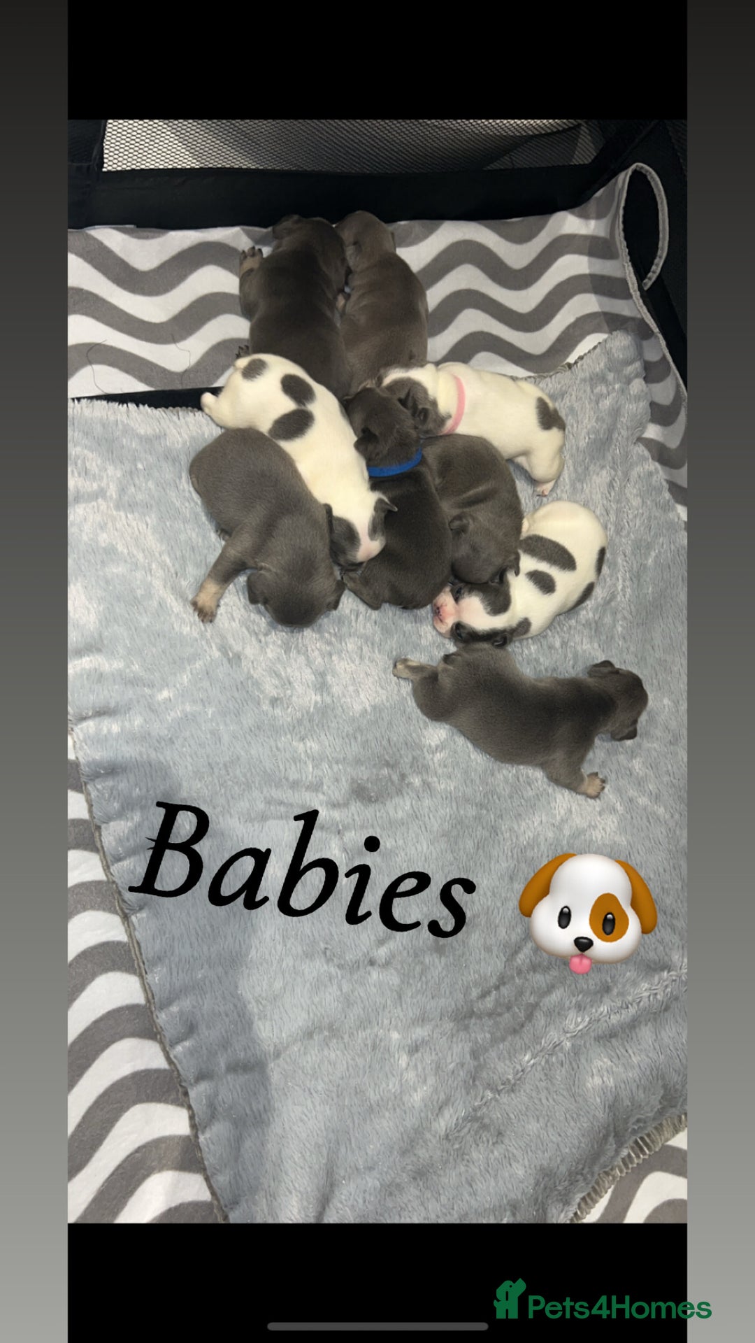 French Bulldog dogs for sale: French bulldogs  - Image 7