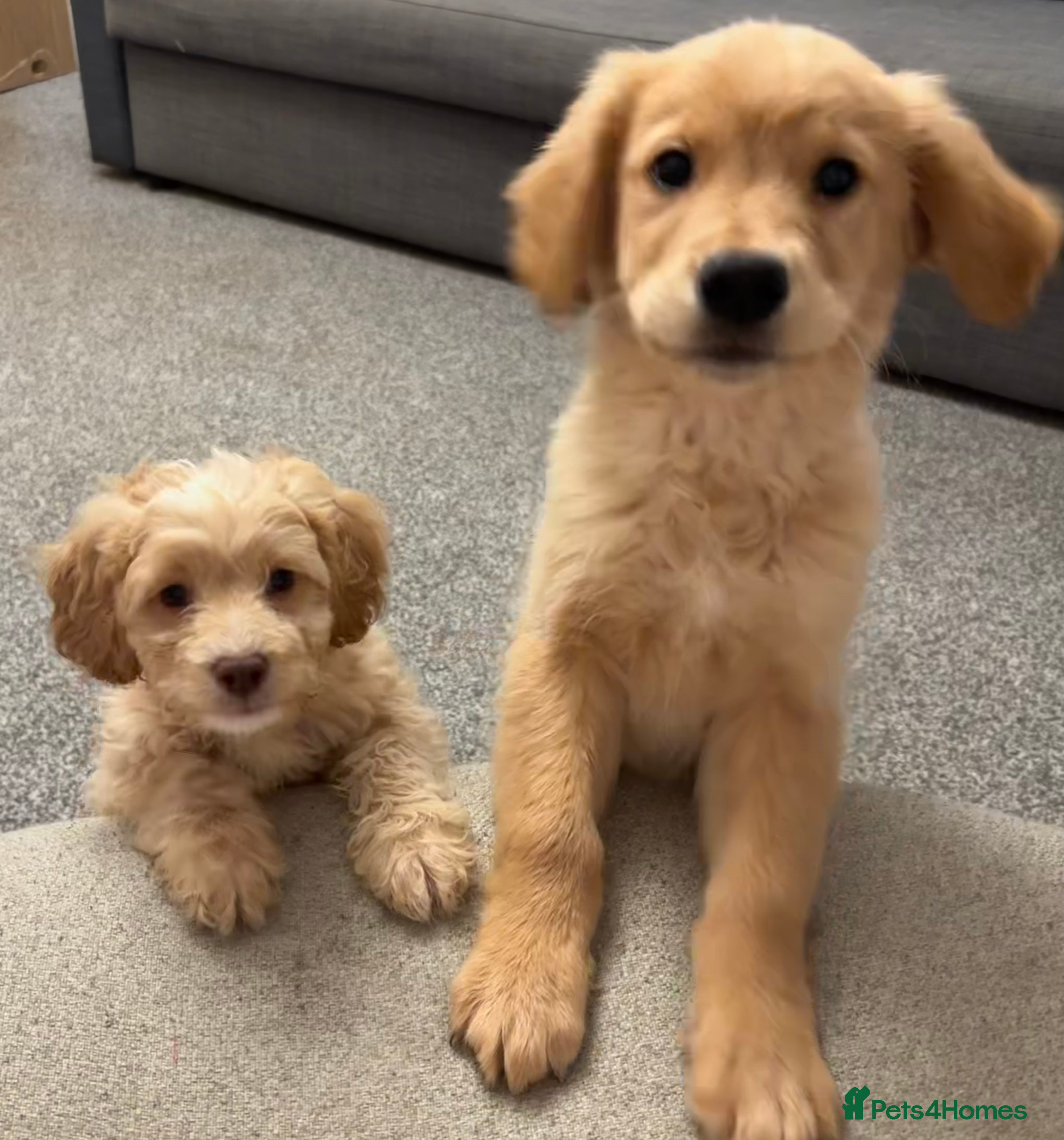 Cavapoo dogs Last little boy due to time wasters  - Advert 11