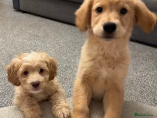 Cavapoo dogs Last little boy due to time wasters - Advert 2