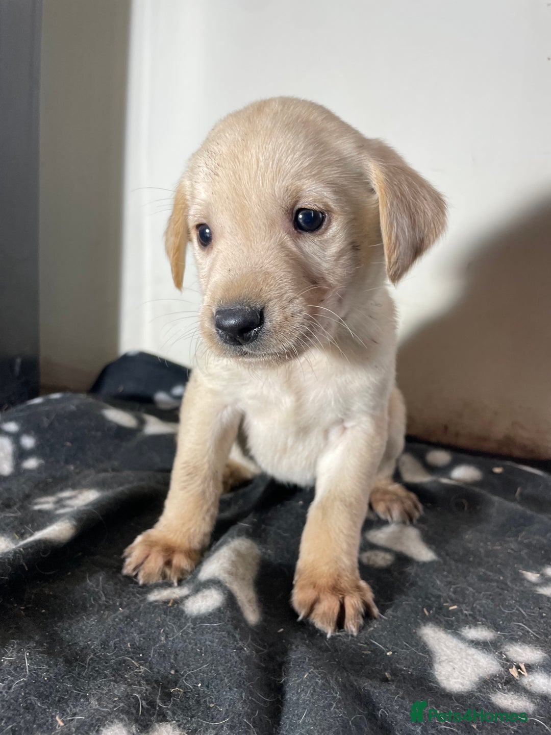 Labrador Retriever dogs for sale: Stunning chunky Labrador pups  - Advert 34