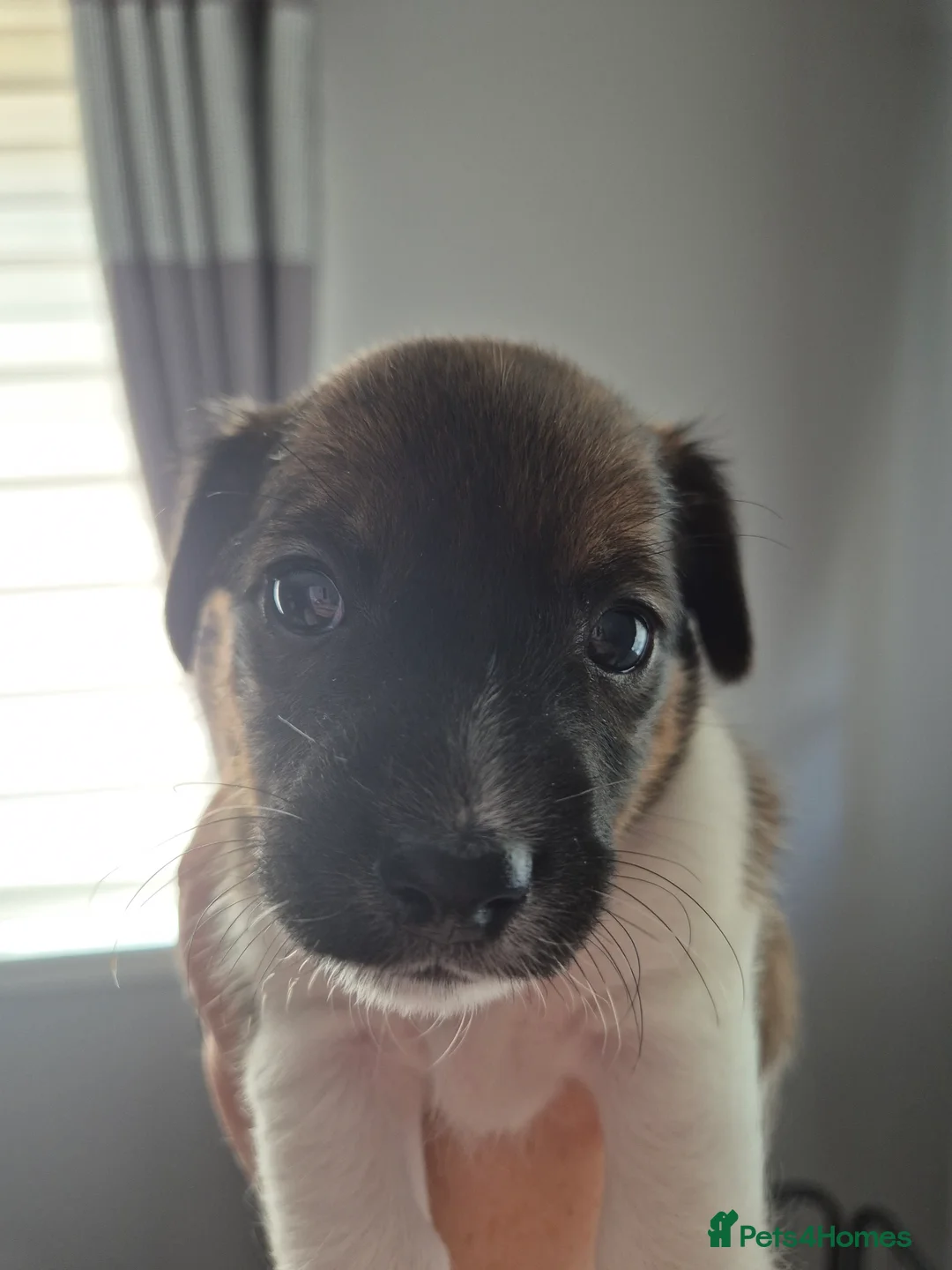 Jack Russell dogs for sale: Jack Russell puppies - Advert 2