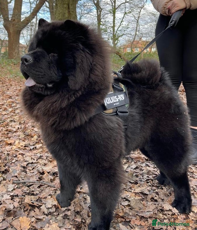 Chow Chow dogs Chow chow Male looking for a new home  - Advert 1