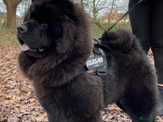 Chow Chow dogs Chow chow Male looking for a new home - Advert 1