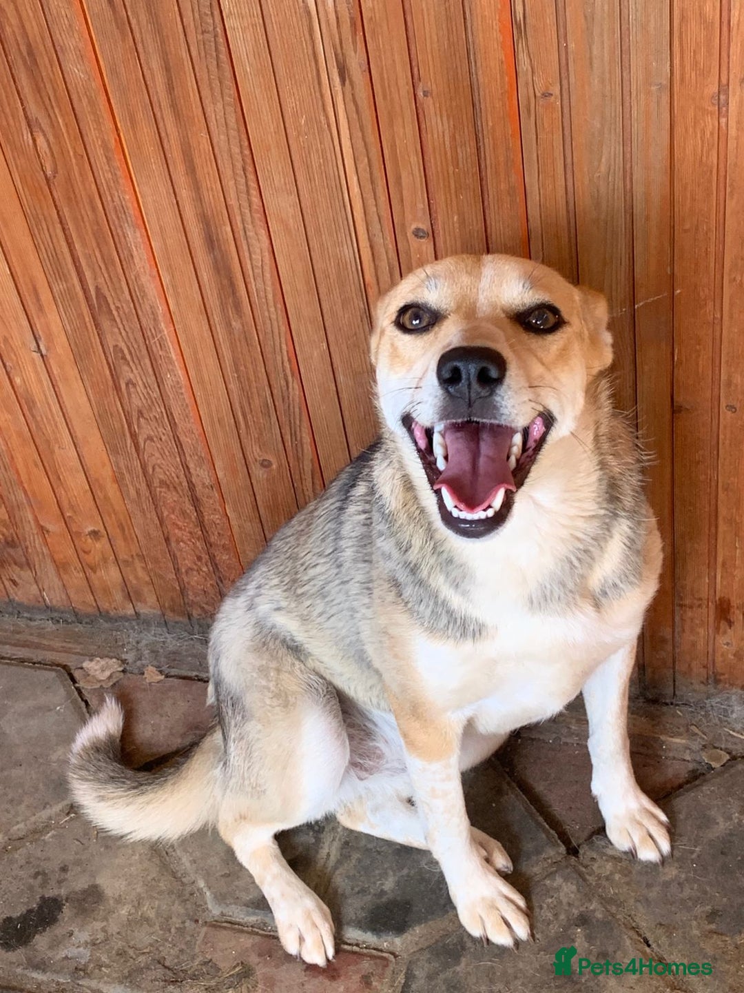 Mixed Breed dogs for adoption: 💖🐶 ROSITA 🐶💖 - Image 3