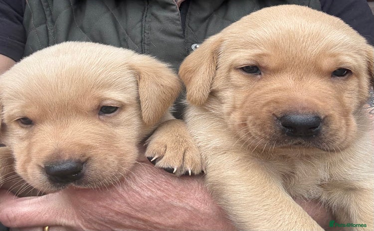 Labrador Retriever dogs - Advert 2