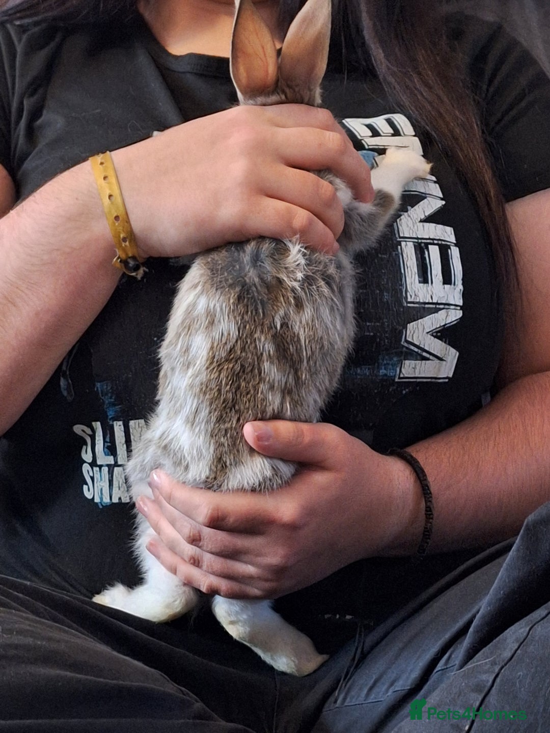 Mixed Breed rabbits for sale: Stunning rex x continental giant x new zealand  - Advert 6