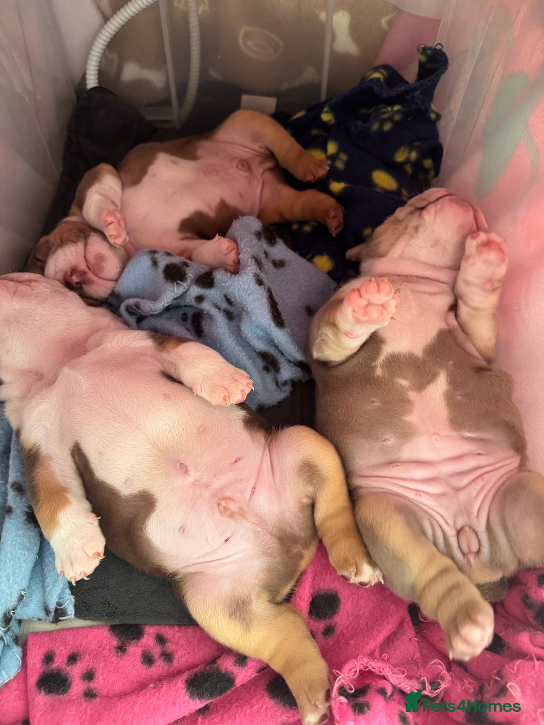 English Bulldog dogs for sale: English bulldogs  - Advert 12