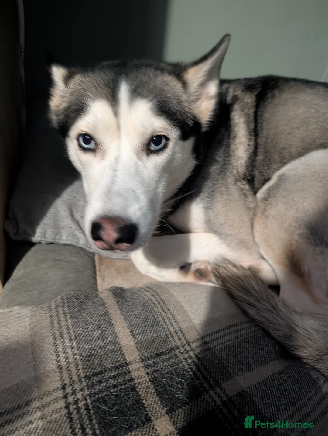 Siberian Husky dogs for sale: 4 year old Husky ♀️ in Alfreton - Advert 1