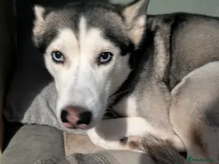 Siberian Husky dogs 4 year old Husky ♀️ in Alfreton - Advert 1