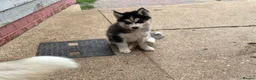 Siberian Husky dogs for sale: Siberian Husky Puppies With Beautiful Personalitie in Stoke-on-Trent - Advert 6