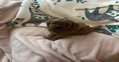 Cavapoo dogs - Advert 15