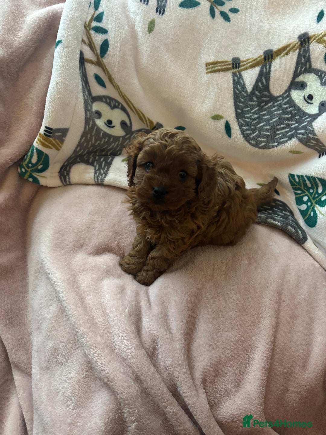 Cavapoo dogs for sale: Two Extensively Health Tested Cavapoo Girls   - Image 3