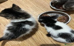 Mixed Breed cats for sale: Fluffy kittens  - Image 7