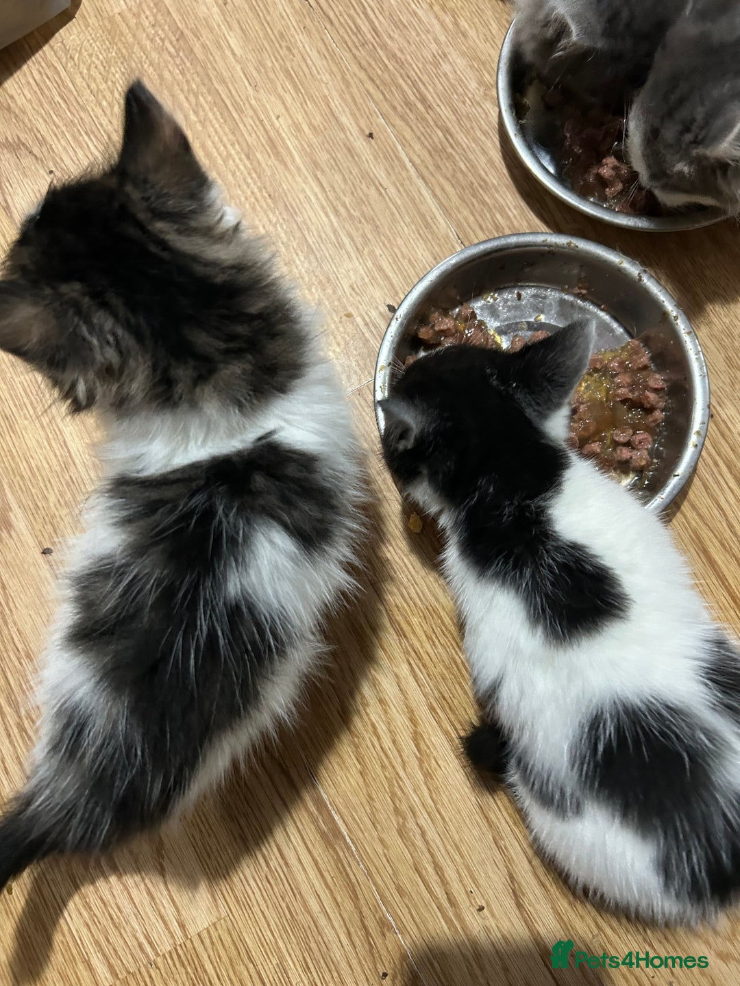Mixed Breed cats for sale: Fluffy kittens  - Image 7