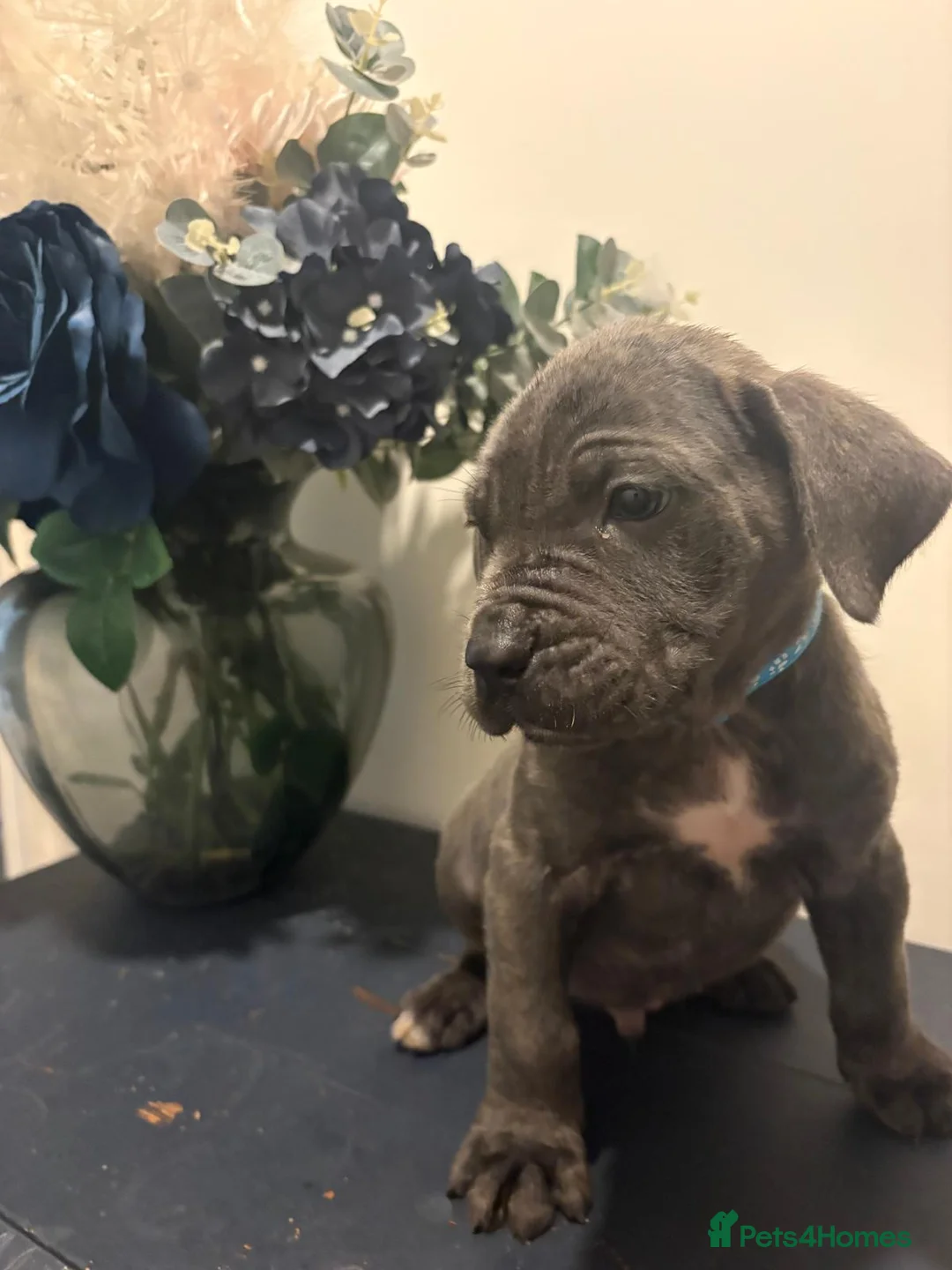 Mastiff dogs for sale: cane corso puppys! - Advert 6