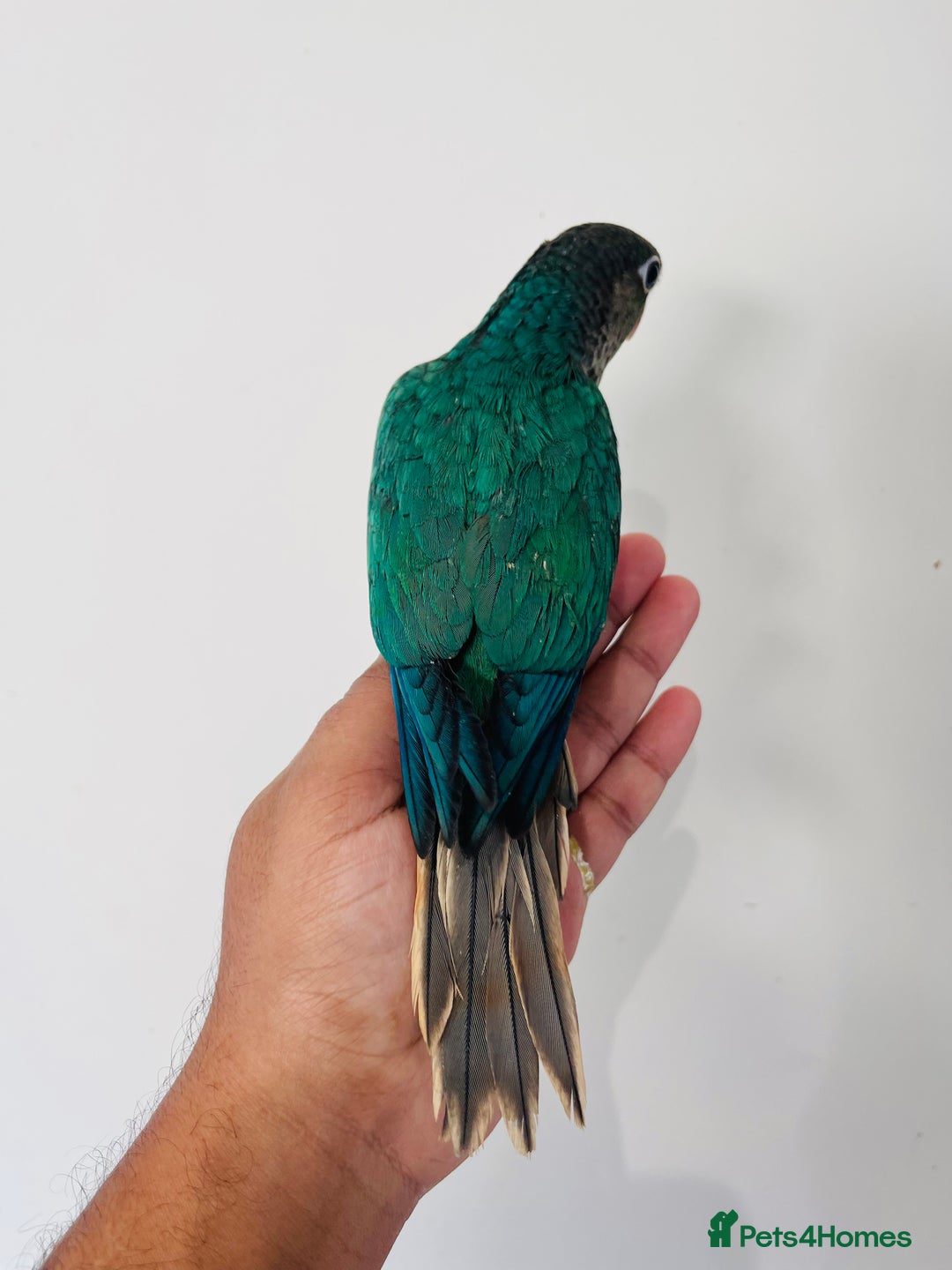 Conures birds for sale: Hand reared conures for sale  - Advert 10