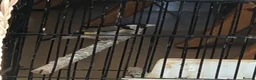 Finches birds for sale: Female gold finch  in Pinner - Advert 4