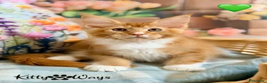 💚 Red Silver Ticked Tabby Bicolour 