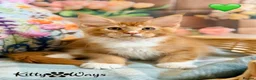 Maine Coon cats for sale: 🐾🦁 *TICA REG* GINGER MAINE COON KITTENS🦁🐾 - Advert 3
