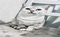 British Shorthair cats for sale: 1 Smokey female British shorthair *REDUCED* - Image 8