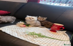 Ragdoll cats for sale: 🐾Fluffy Little Dreamers Are Here!🐈 - Image 15