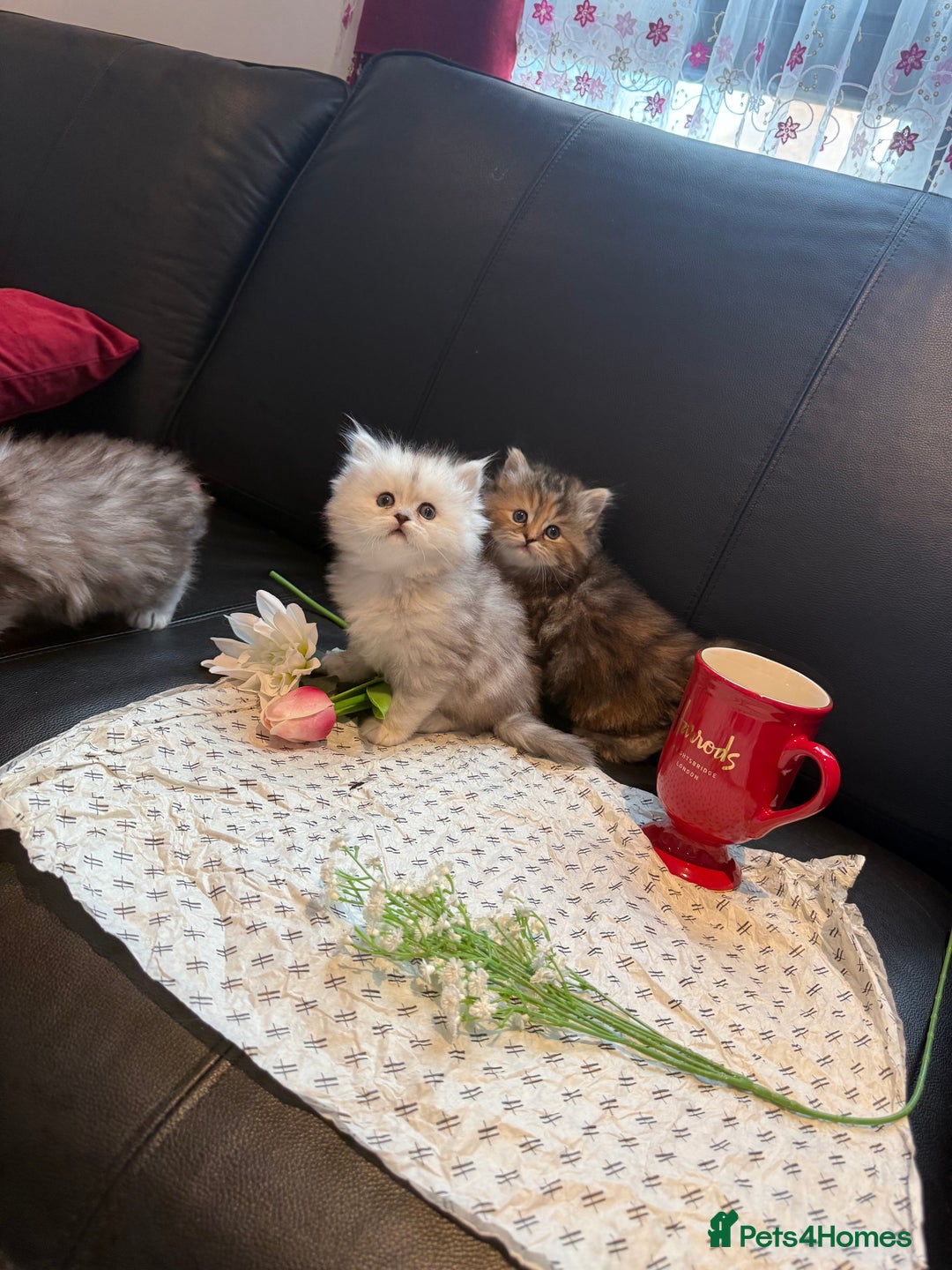 Ragdoll cats for sale: 🐾Fluffy Little Dreamers Are Here!🐈 - Image 15