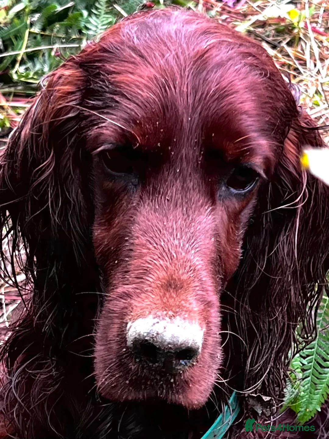 Irish Setter dogs for stud: At Stud the Gallant Gunner - Advert 6