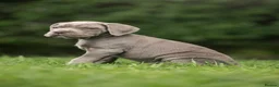 Cane Corso dogs for sale: 5 Towns Italian cane corso spring litter  - Advert 35