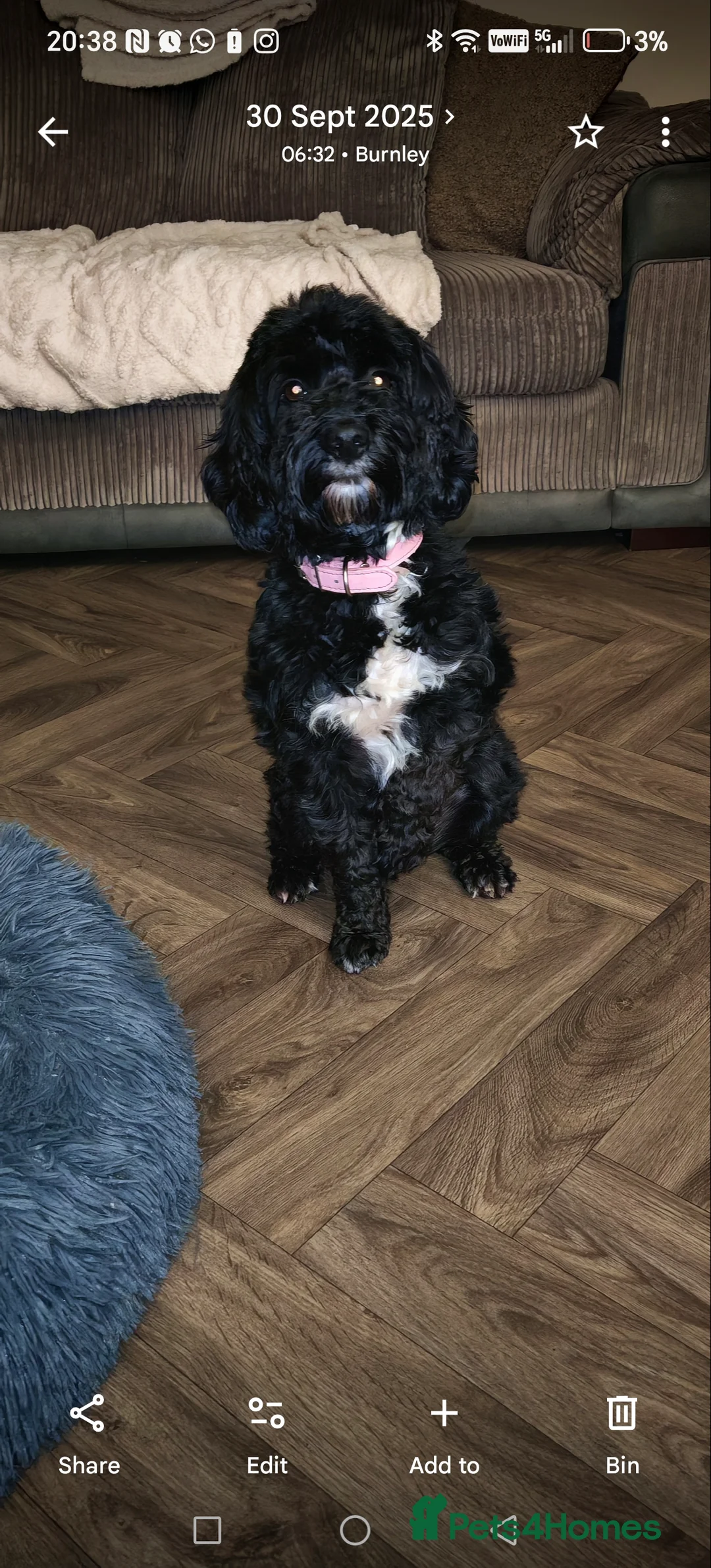 Cockapoo dogs for sale: Cockapoo puppies  - Advert 5