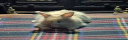 Angora rabbits for sale: Gorgeous Angora Rabbits, Pure Bred Full Faced. - Advert 4