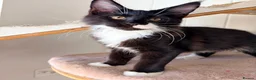 Maine Coon cats for sale: Gccf male Maine coon kitten  - Advert 10