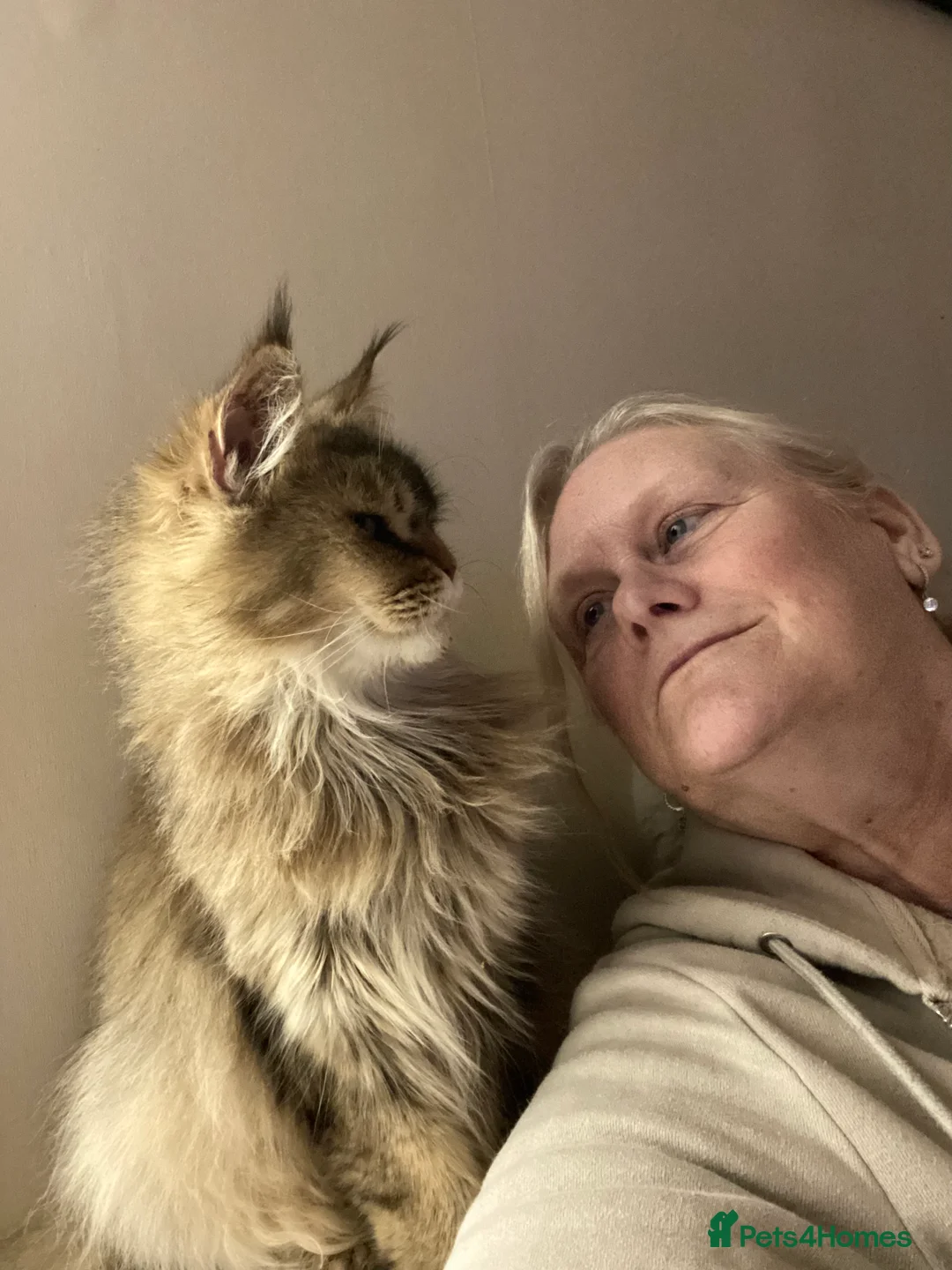 Maine Coon cats for sale: Maine coon female  in Wakefield - Advert 3