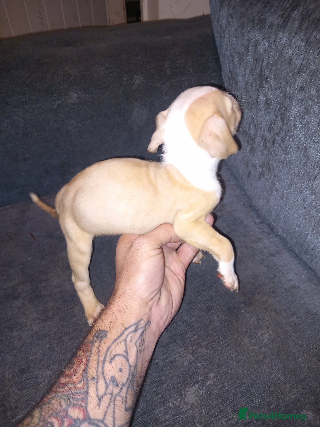 American Bulldog dogs for sale: Mr a FORD  - Advert 15