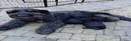 Mixed Breed dogs for sale: Bouvier Des Flanders / Giant Schnauzer  - Advert 11