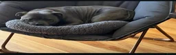 Staffordshire Bull Terrier dogs for sale: %Bloodline Staffordshire Bull Terrier Pups in Rugby - Advert 19