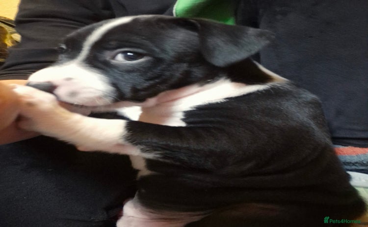 Staffordshire Bull Terrier dogs - Advert 4