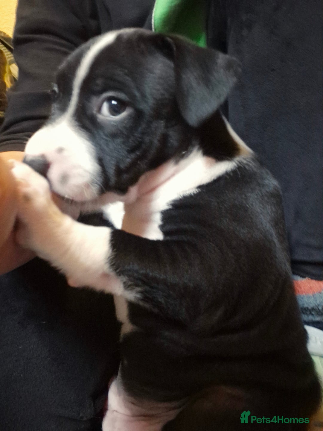 Staffordshire Bull Terrier dogs for sale: From Our Family to Yours - Image 1