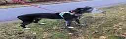 Lurcher dogs for adoption: 🖤 JET – A Gentleman Lurcher for a Forever Sofa 🖤 in Worksop - Advert 24