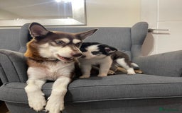 Mixed Breed dogs for sale: MIRO❤️ - Image 15