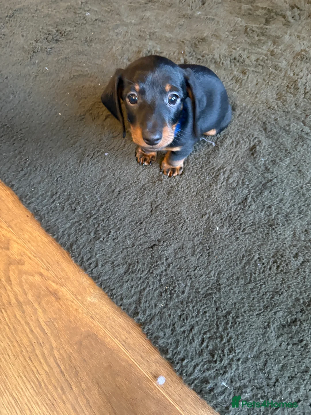 Miniature Dachshund dogs for sale: 8 week old miniature dachshund puppies in Bradford - Advert 7