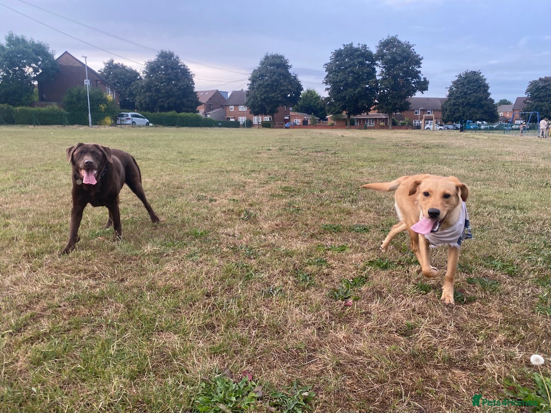 Labrador Retriever dogs for sale: Ace 1 year old male - Advert 5