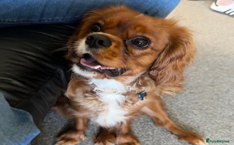 Cavalier King Charles Spaniel dogs - Advert 5