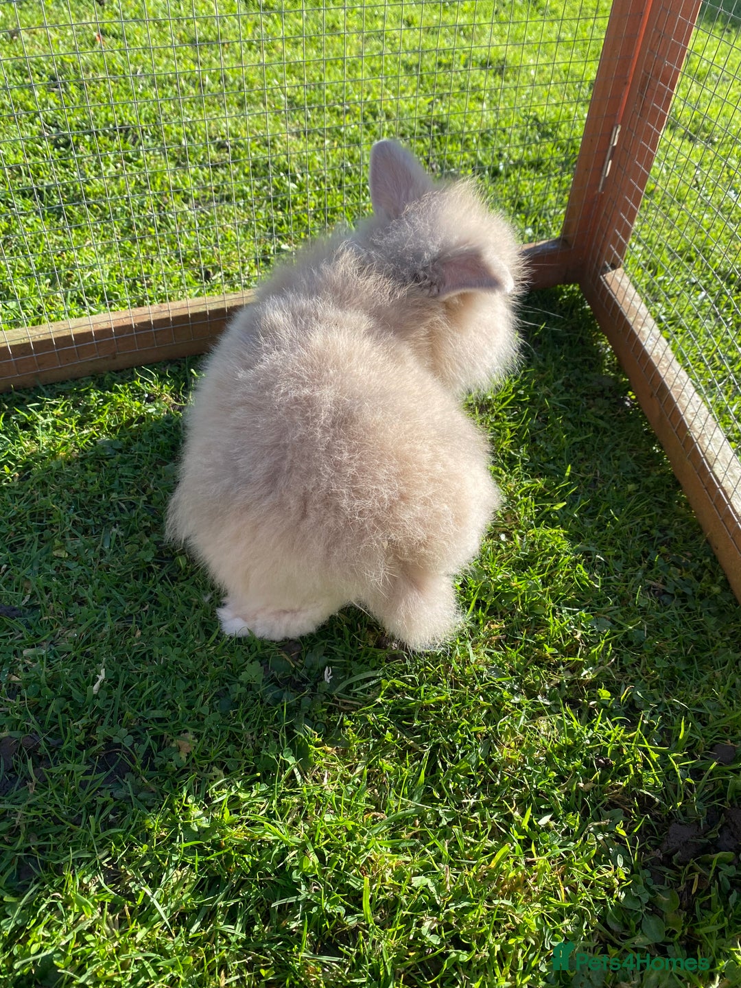 Mini Lion Lop rabbits for sale: Male rabbits ready now  - Advert 6