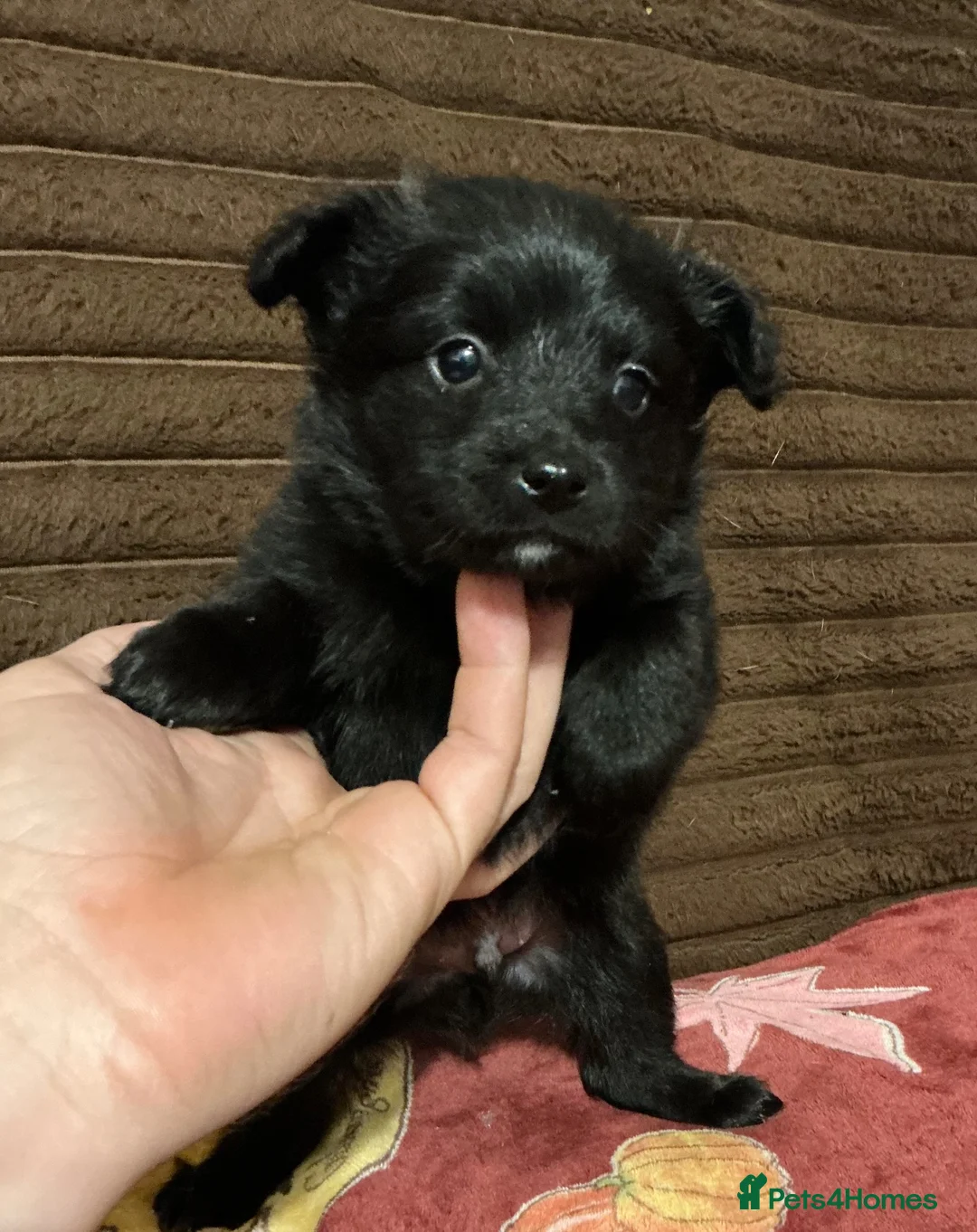 Mixed Breed dogs for sale: Pomeranian cross schnauzer in Colchester - Advert 10
