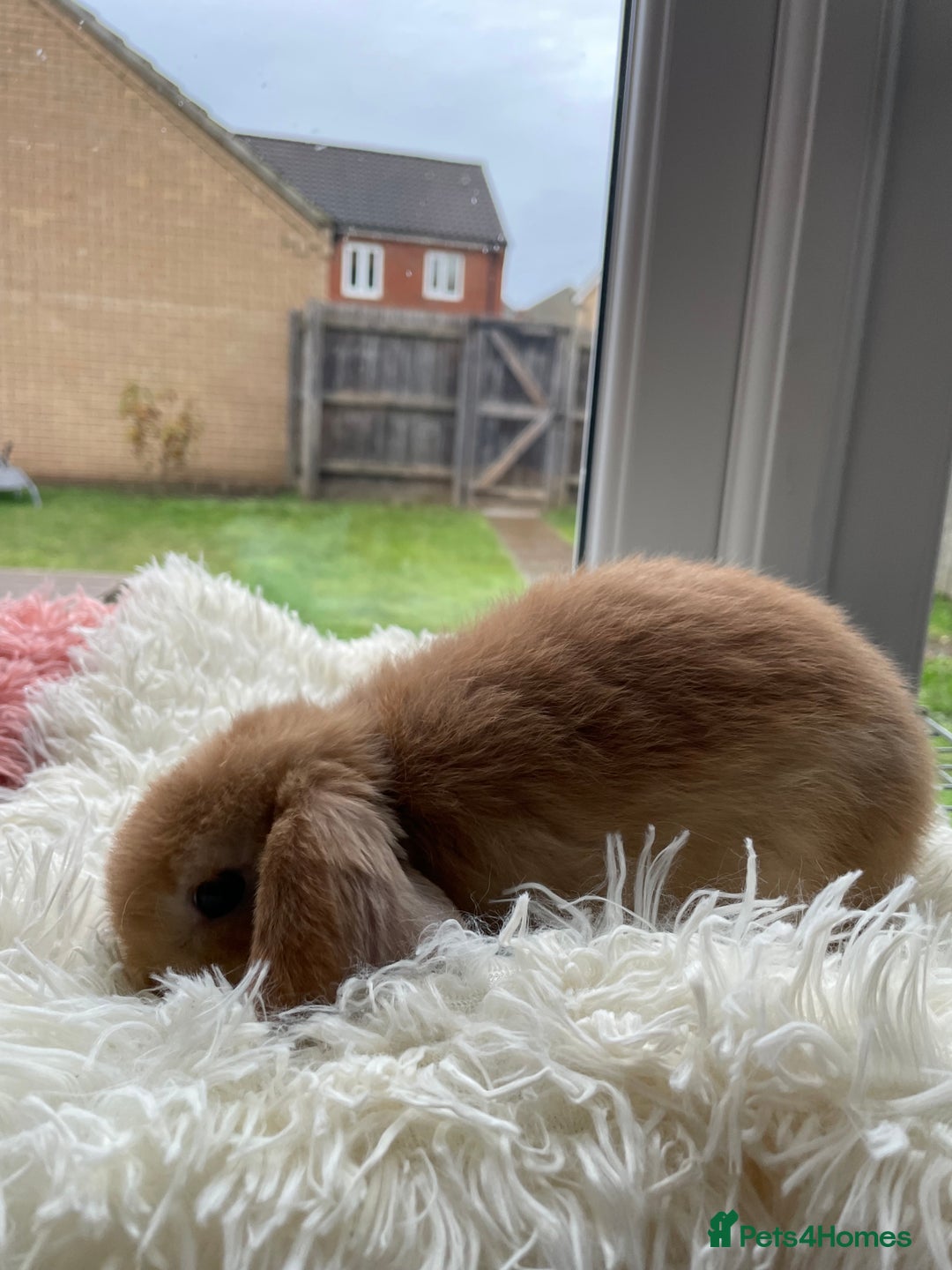 Mini Lop rabbits for sale: Rabbit girl mini lop - Image 6