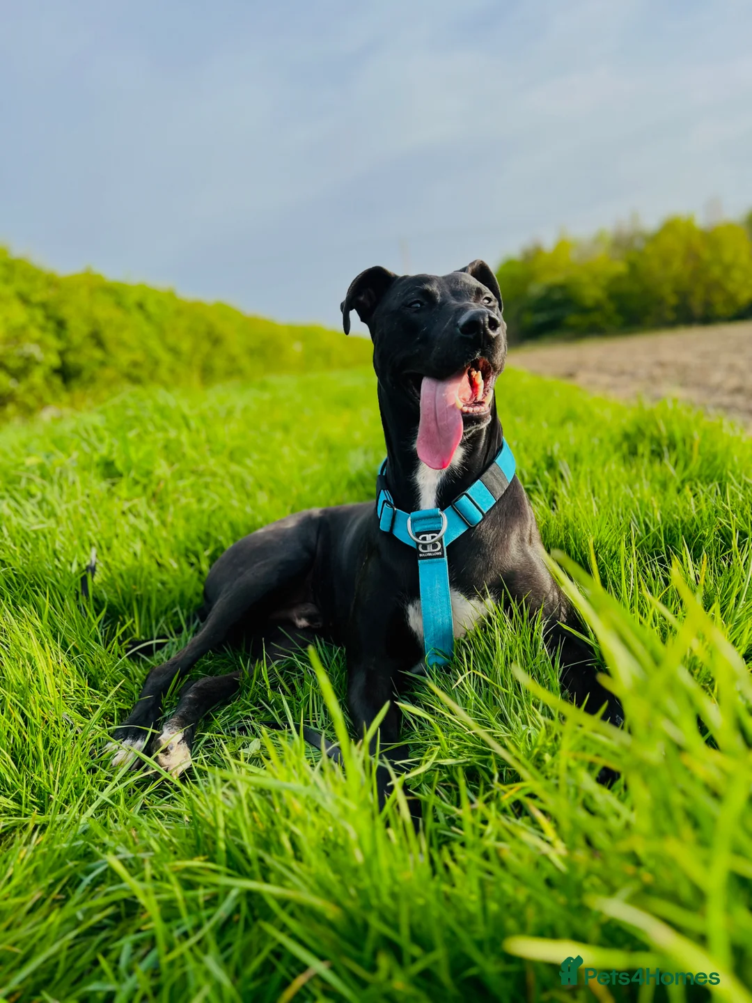 Mixed Breed dogs for sale: Eddie 💙 - Advert 1