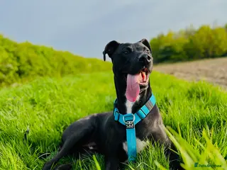 Mixed Breed dogs Eddie 💙 - Advert 1