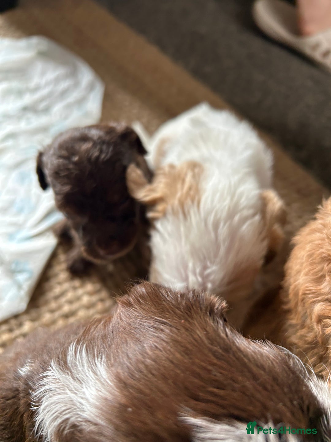 Mixed Breed dogs for sale: CockerpooXitalian spinone poo  - Image 12