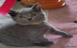 British Shorthair cats for sale: British Blue shorthair kittens £400 - Image 19