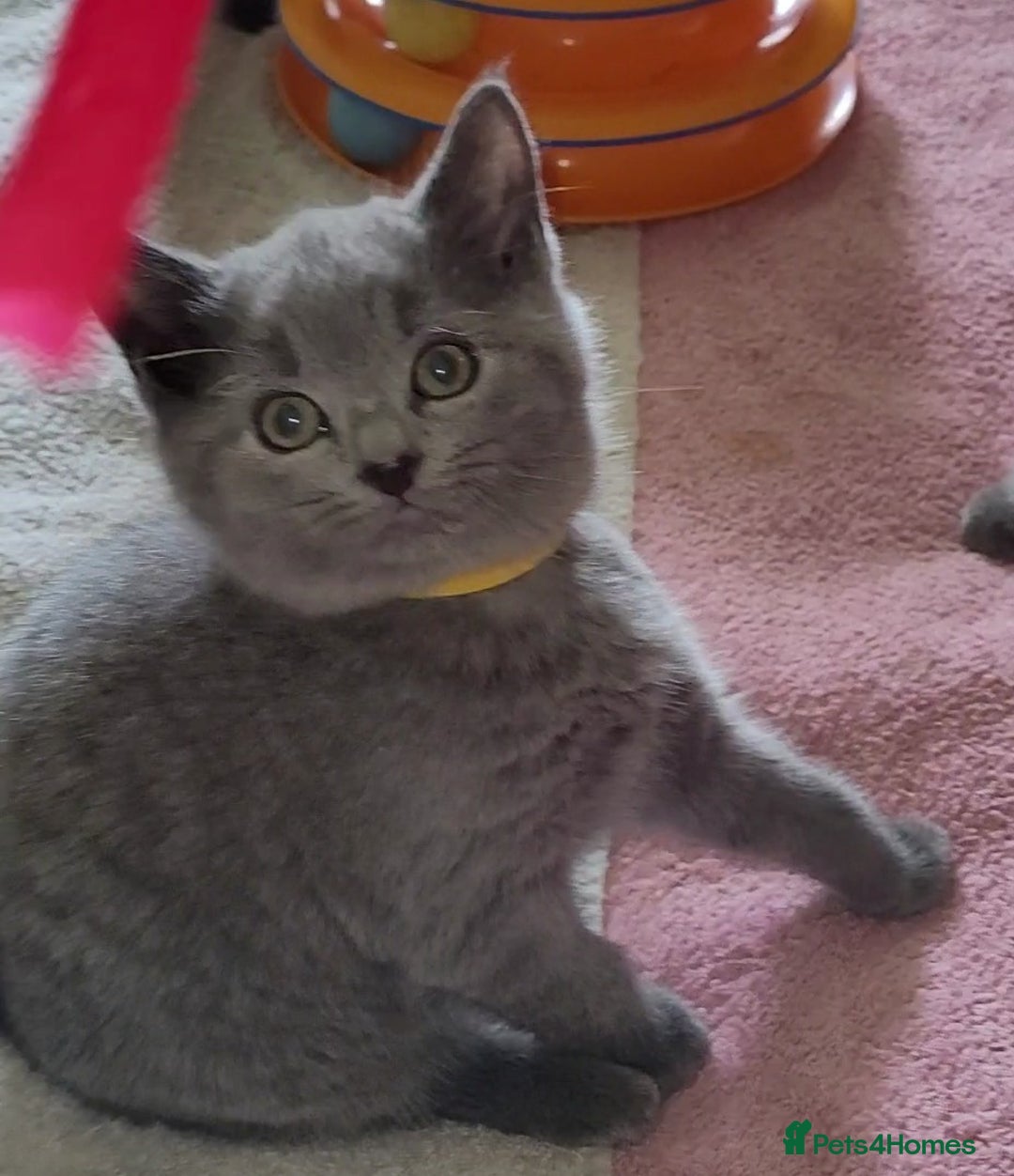 British Shorthair cats for sale: British Blue shorthair kittens £400 - Image 19